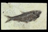 Fossil Fish (Knightia) - Green River Formation #129764-1